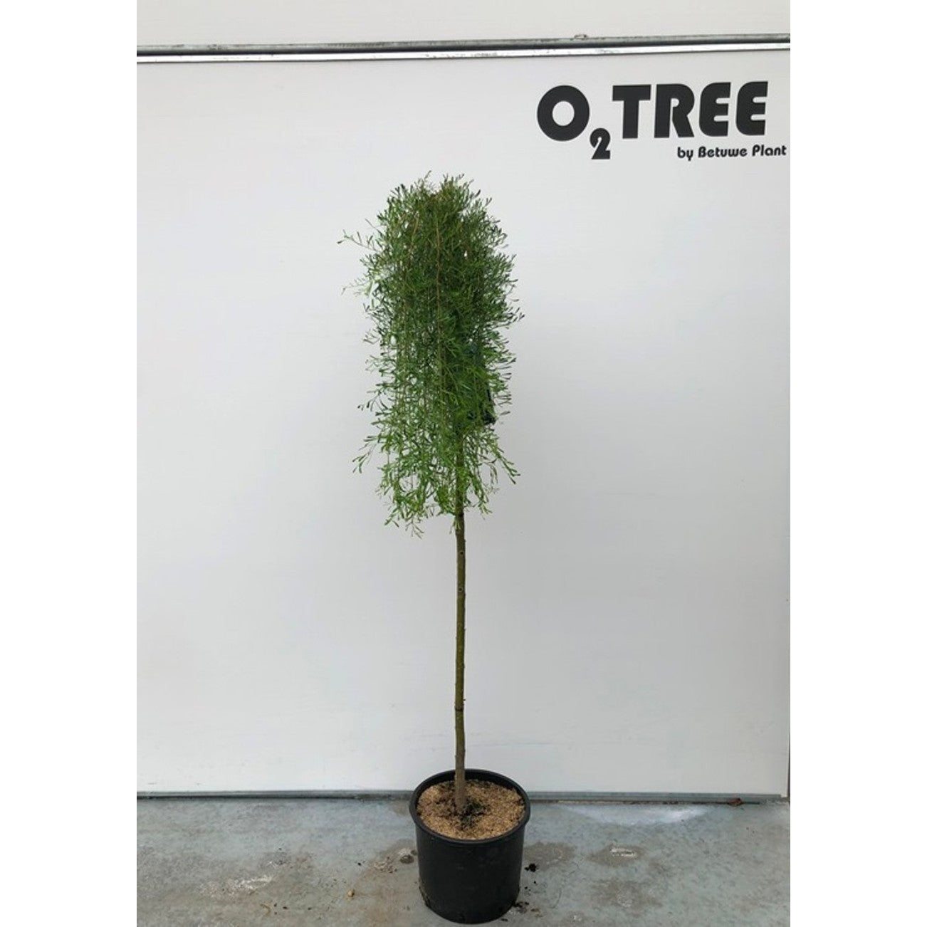 Sibirisk ärtbuske – Caragana arborescens 'Walker' - 90 CM Stem C10